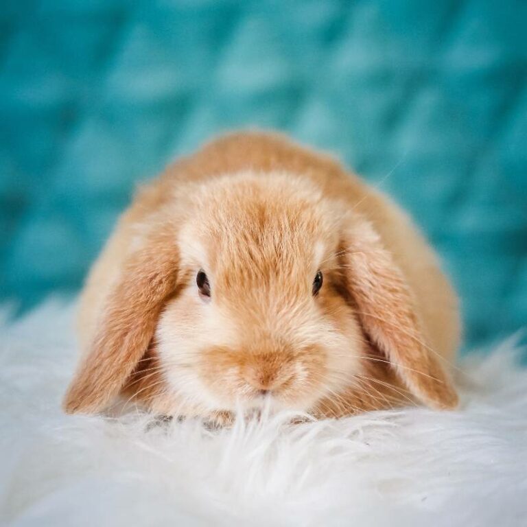 Welcome Spring with an Adorable Small Pet Bunny